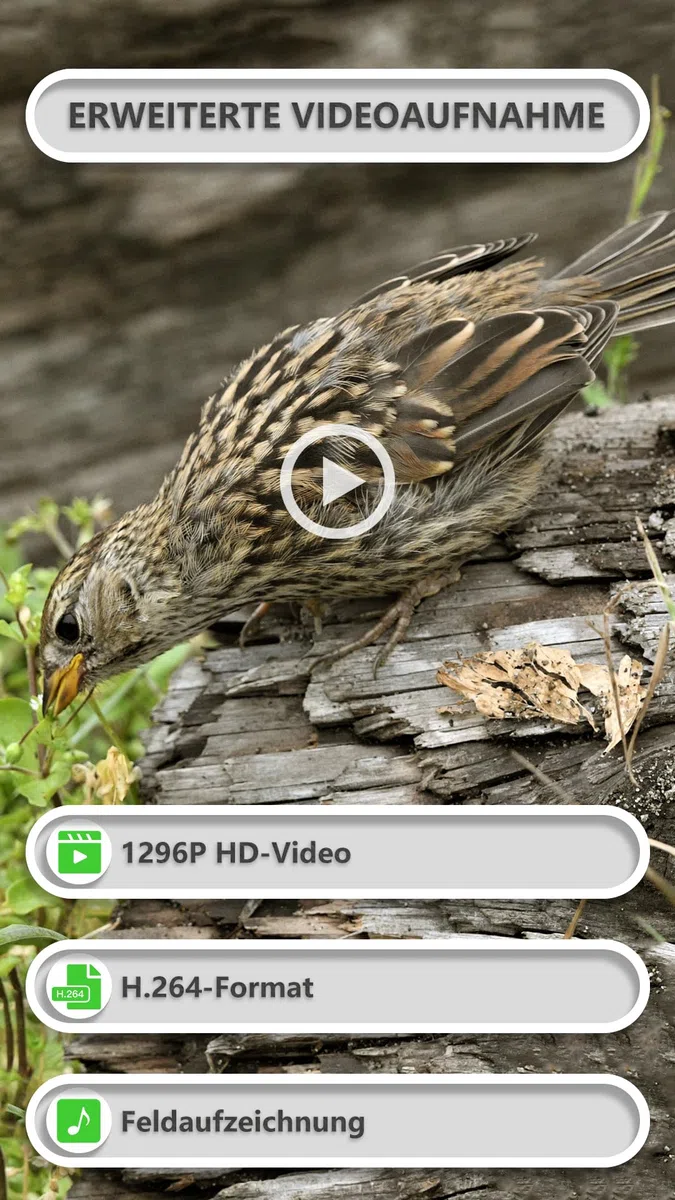 GardePro E8P Max Wildkamera WLAN 8000mAh Akku 64MP 1296P Nachtsicht Bewegungsmelder