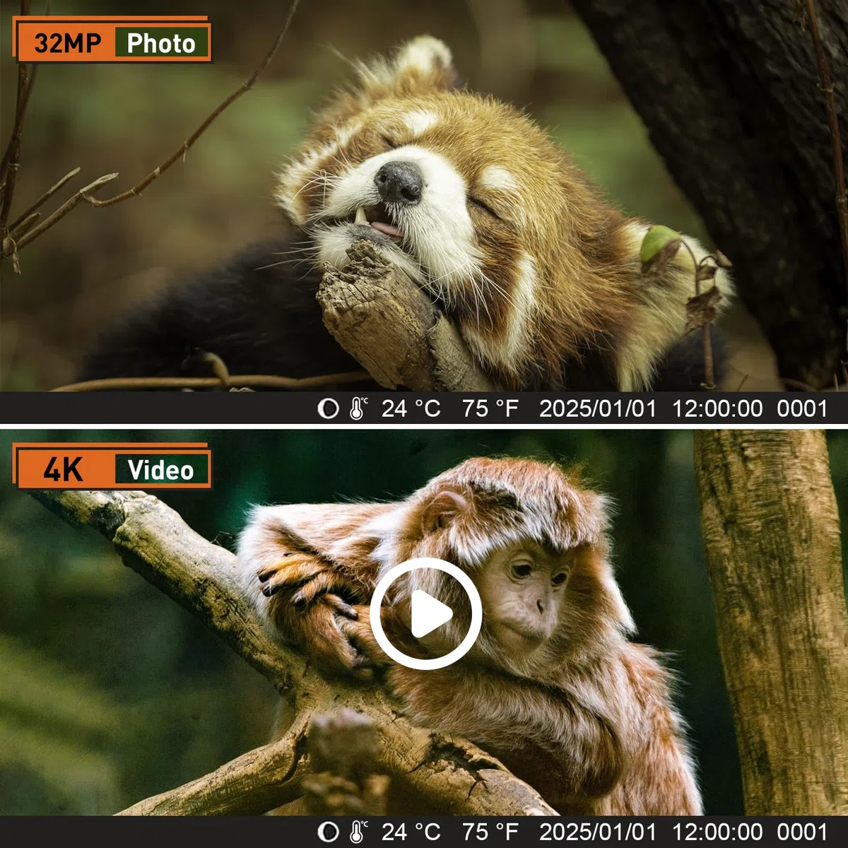 Wildkamera 60MP 4K Video IP66 wasserdicht Nachtsicht Infrarot Tierüberwachung